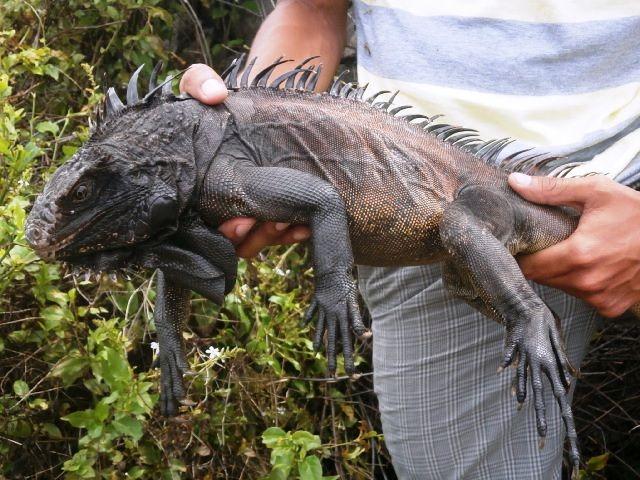 Black Iguana Logo - Black Dragon - Florida Iguana & Tortoise Breeders