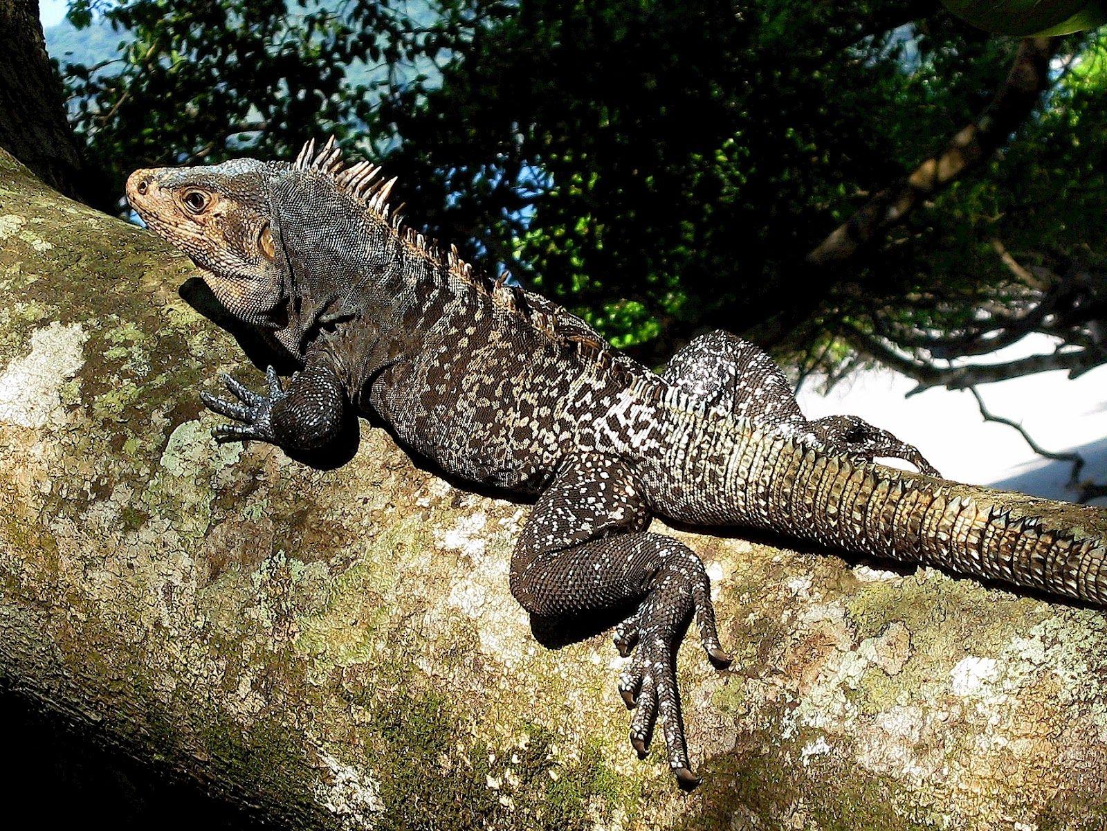 Black Iguana Logo - Black Iguana, Costa Rica | Shawn McClure's Photoblog