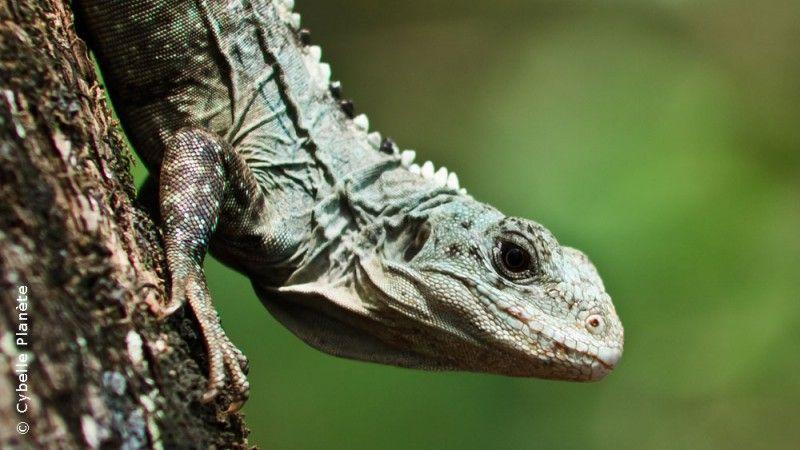 Black Iguana Logo - Conservation of Utila Black Iguana in Honduras