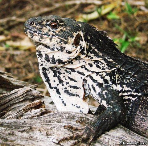 Black Iguana Logo - Ctenosaura palearis Guatemalan Black Iguana, Guatemalan Spiny