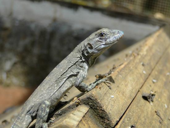 Black Iguana Logo - Black Spiny Tail Iguana (baby Swamper) Of Iguana Research