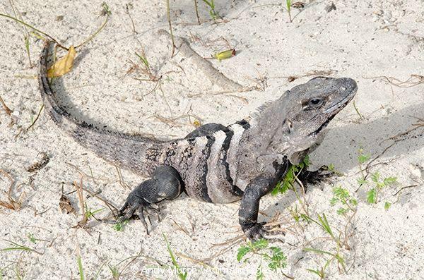 Black Iguana Logo - Black Iguana