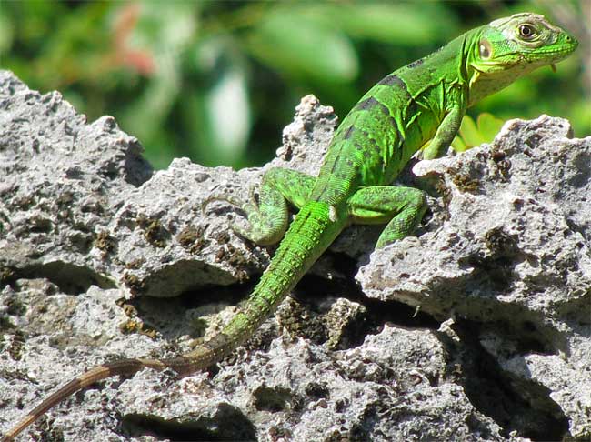 Black Iguana Logo - Black Iguana, Ctenosaura similis