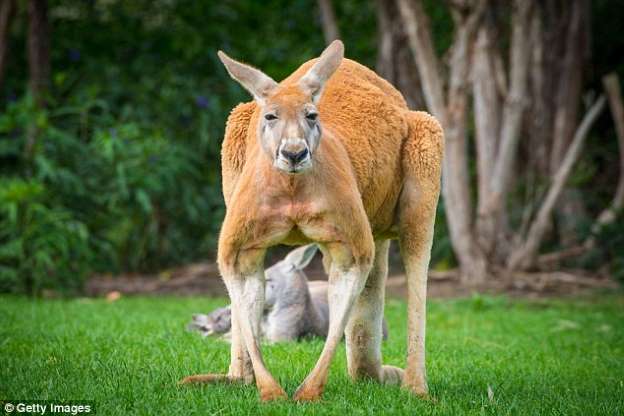 Kangaroo Q Logo - They can pretty much rip you open': Rogue kangaroo viciously attacks