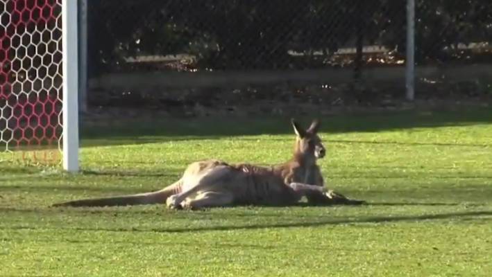 Kangaroo Q Logo - Kangaroo invades pitch during women's football match in Canberra ...