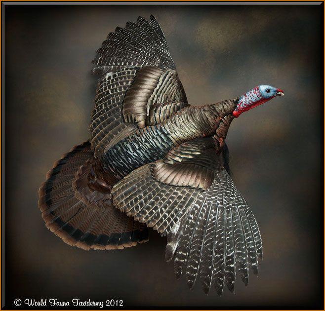 Flying Turkey Logo - Turkey Taxidermy mounts, Strutting, Gobbling, Standing, Flying ...