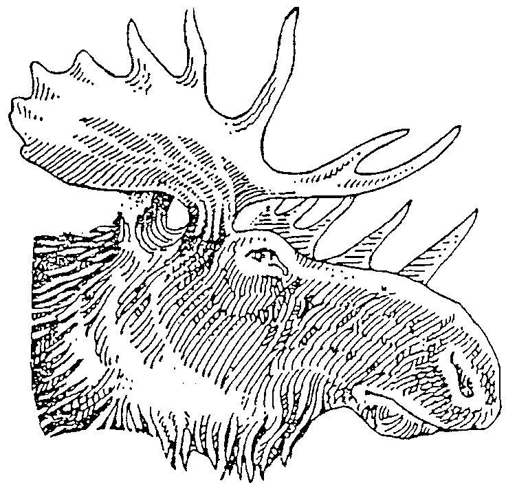 Moose Head Logo - Moose Drawing Outline Of Russia.info