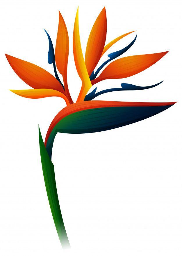 Bird of Paradise Logo - Bird of paradise flower on white background Vector | Free Download
