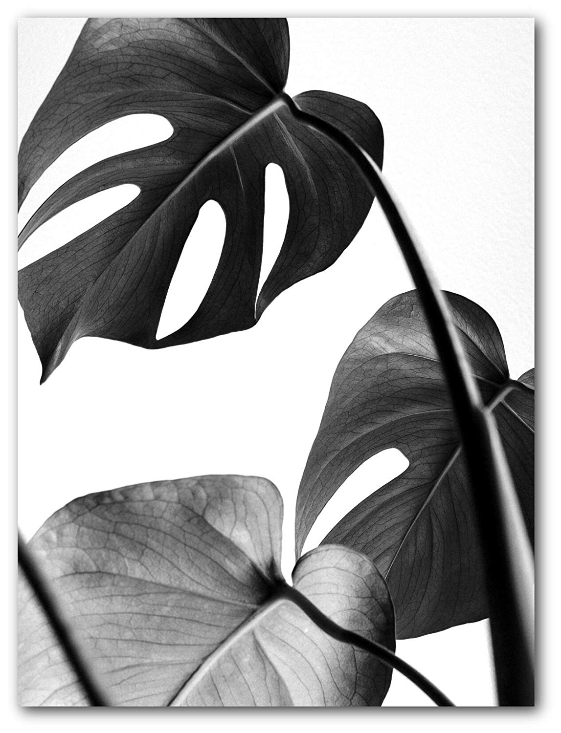 Black and White Leaf Logo - Monstera Leaf Print, Black and White Leaf, 8 x 10 inches