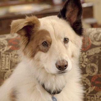 Dog with a Blog Disney Channel Logo - Kuma, the Original Dog With A Blog, Has Died