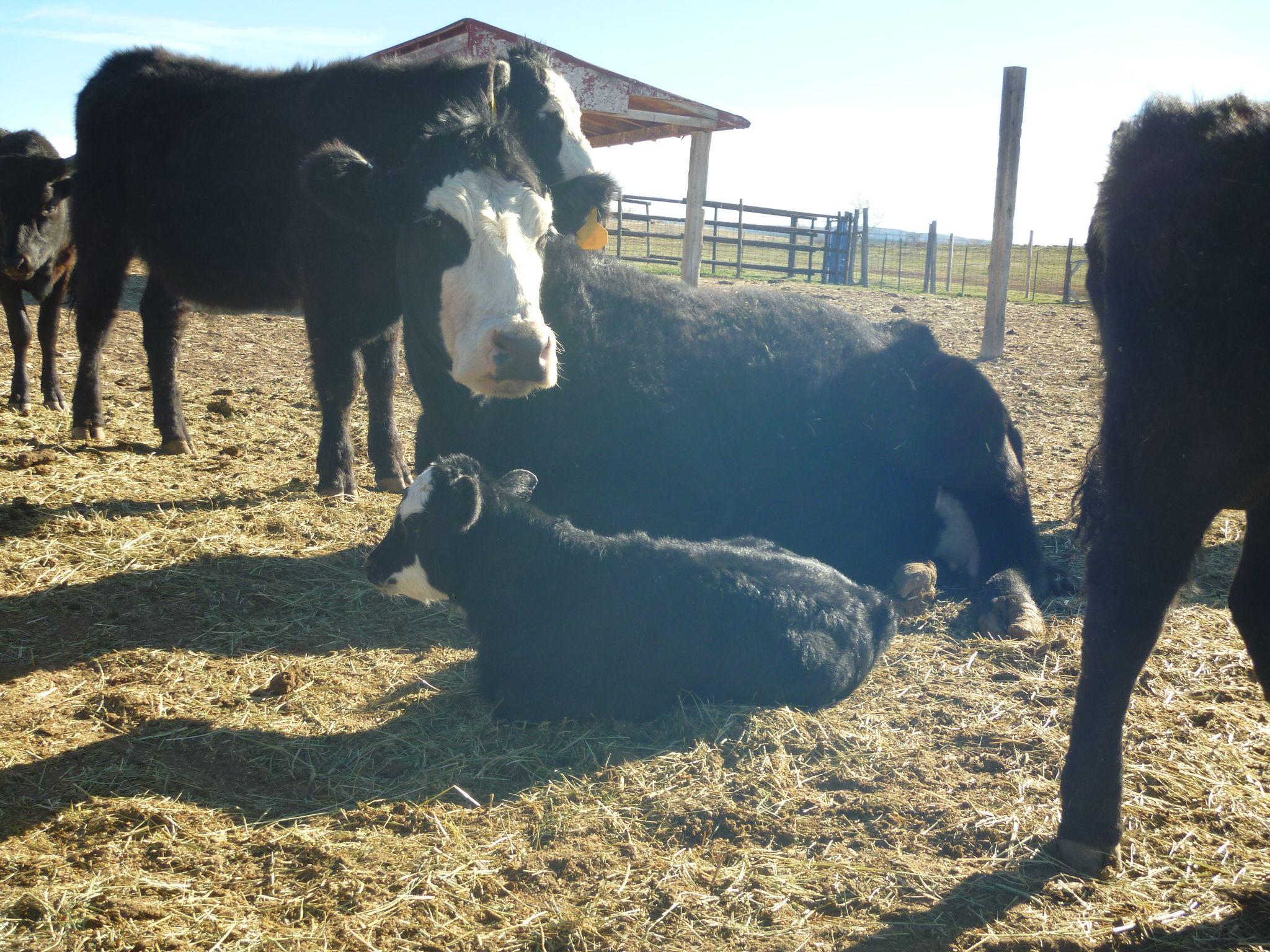 Bally Cow Logo - bald faced cow | Singing Bull Ranch