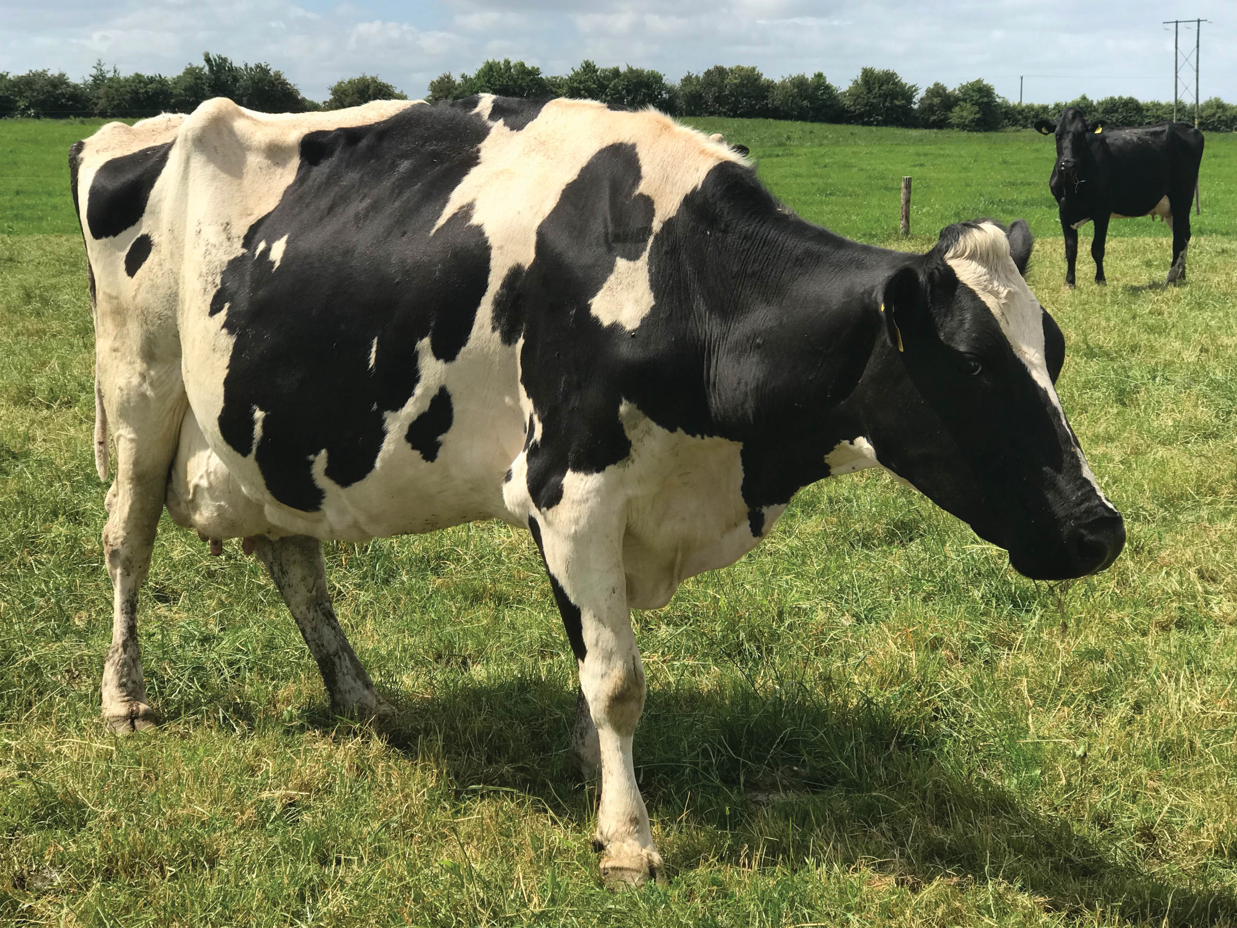 Bally Cow Logo - Herd Profiles - Ballyroberts Herd Mathew and Antonia Walsh & Family ...