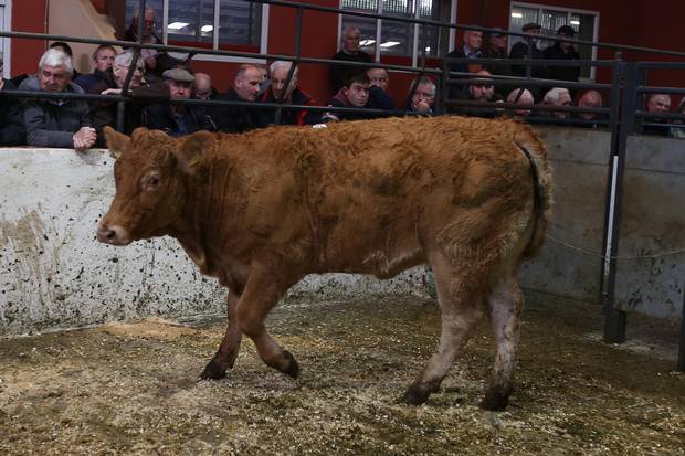 Bally Cow Logo - Beef Plan Movement launches nationwide meetings - FarmIreland.ie