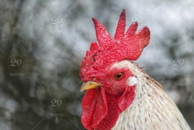 Red White Rooster Logo - White rooster with red cockscomb stock photo 0e49f8f3-f4fd-41c6-b88b ...