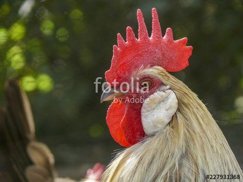 Red White Rooster Logo - Portrait of a white rooster with a very big red comb, a cockscomb ...