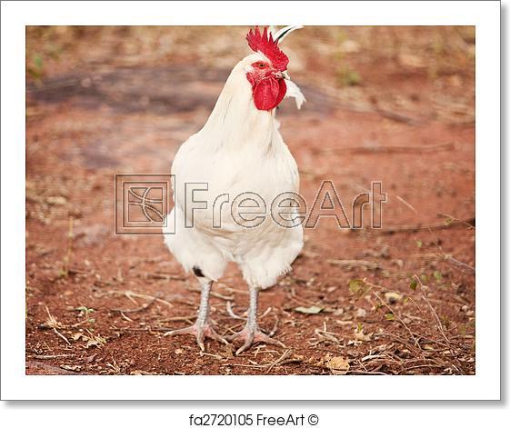 Red White Rooster Logo - Free art print of White rooster. White leghorn rooster in the yard ...