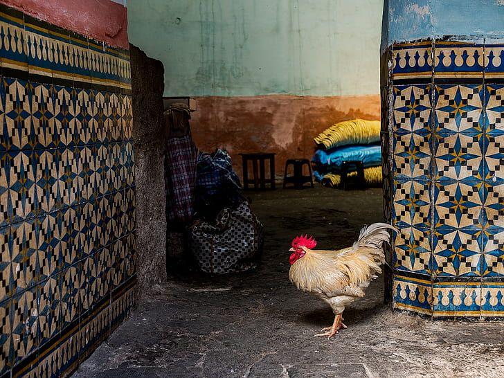 Red White Rooster Logo - Royalty free photo: Chicken posing next to colourful tiles, white ...