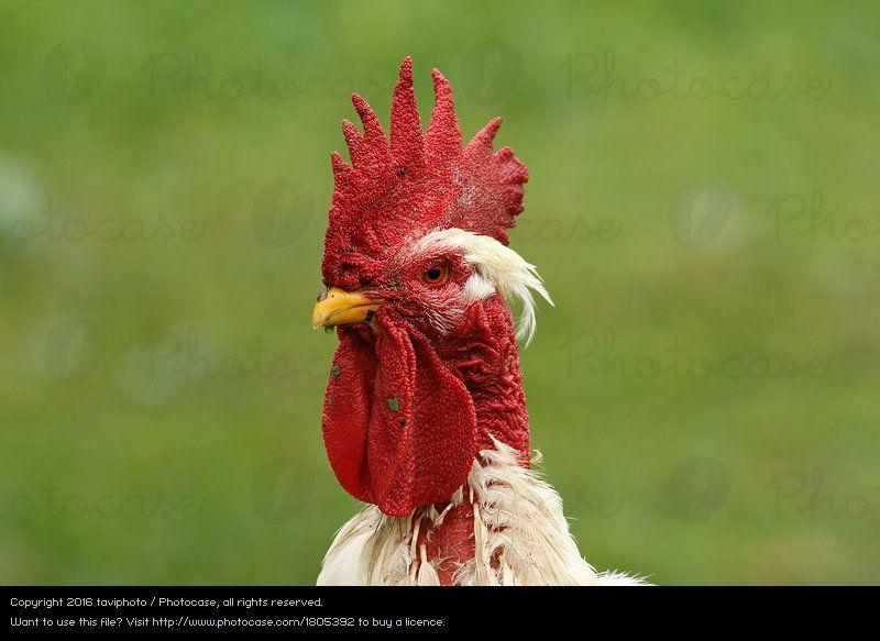 Red White Rooster Logo - white rooster portrait - a Royalty Free Stock Photo from Photocase