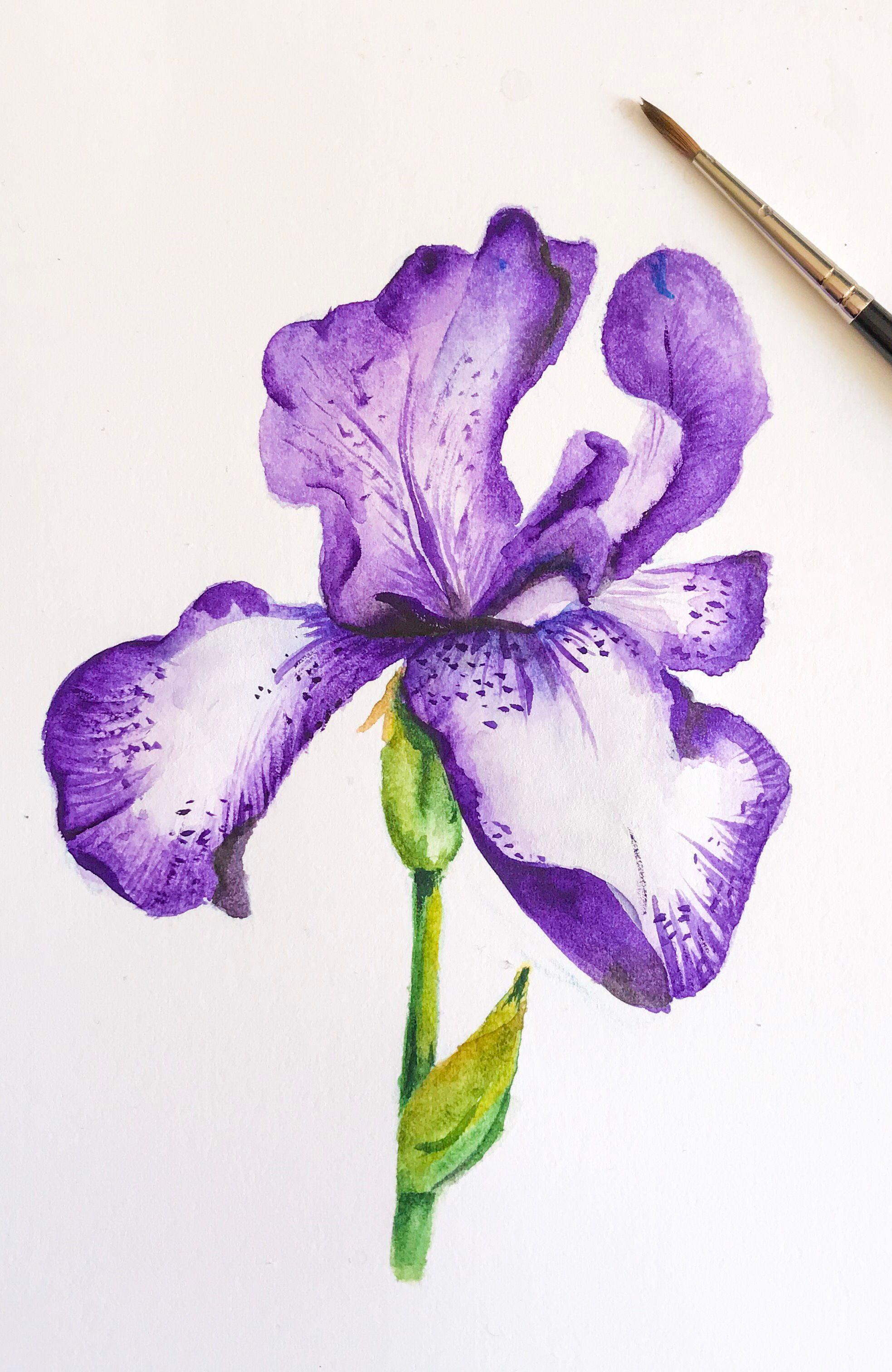 Iris Flower Logo - Watercolour iris flower . . . #watercolour #watercolor #iris #flower ...