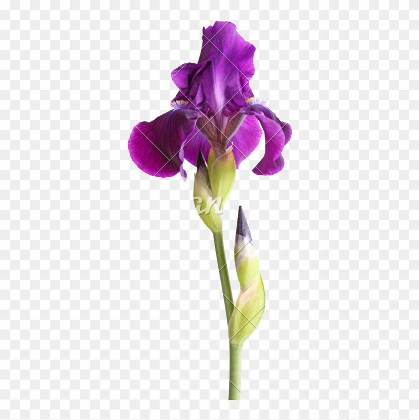 Iris Flower Logo - Stem With Deep Purple Iris Flower Isolated On White Germanica