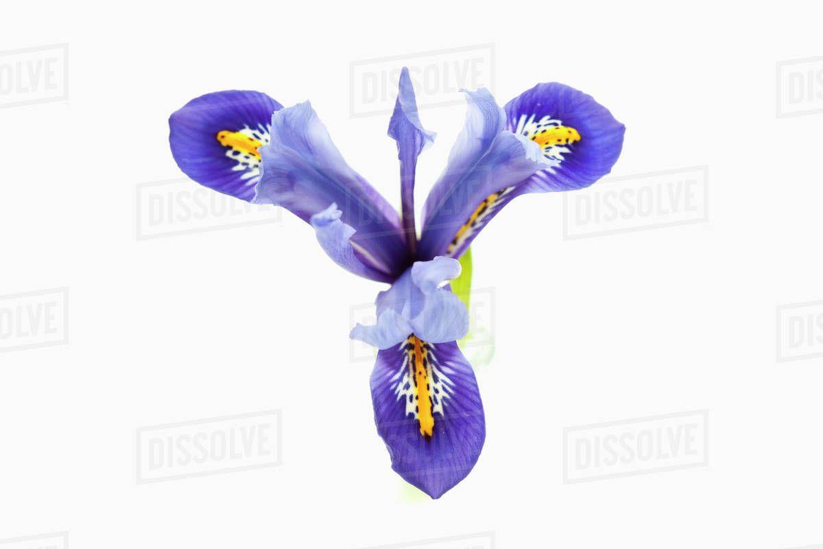 Iris Flower Logo - Dwarf iris flower on white background, close up - Stock Photo - Dissolve