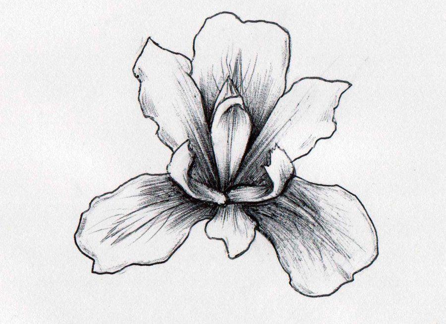 Iris Flower Logo - Iris drawing logo for free download on Ayoqq.org