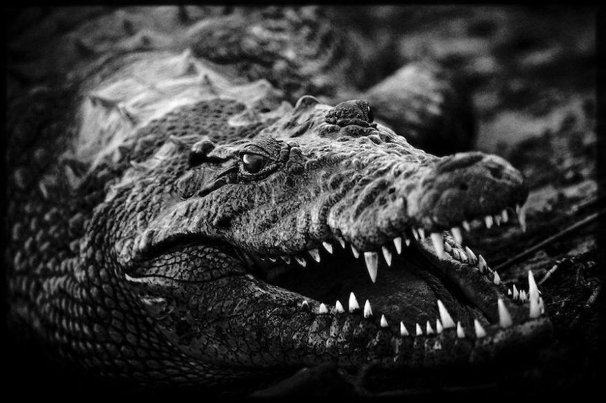 Black and White Alligator Logo - Dramatic Black And White Photos Of African Wildlife By Laurent ...