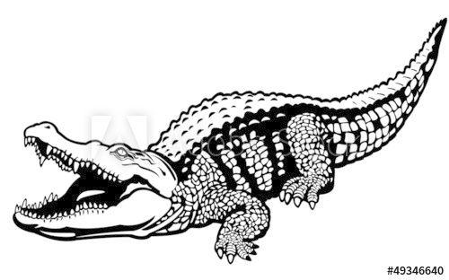 Black and White Alligator Logo - nile crocodile black white this stock vector and explore