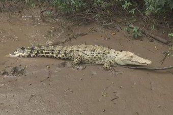 Black and White Alligator Logo - White Crocodile 'Pearl' May Be Relative Of White Headed Croc Shot