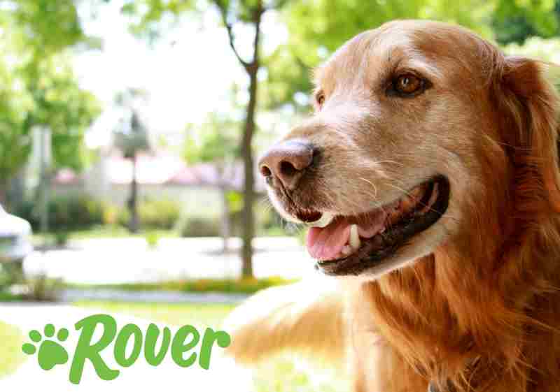 Rover Pet Sitting Logo - Pet Sitting Startup Rover, The World's Largest Network Of Pet