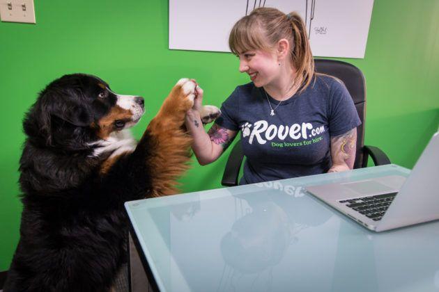 Rover Pet Sitting Logo - Rover raises $65M round led by Spark Capital as pet-sitting startup ...