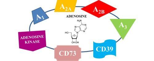 Diabetes Focus Logo - Adenosine receptors and diabetes: Focus on the A2B adenosine