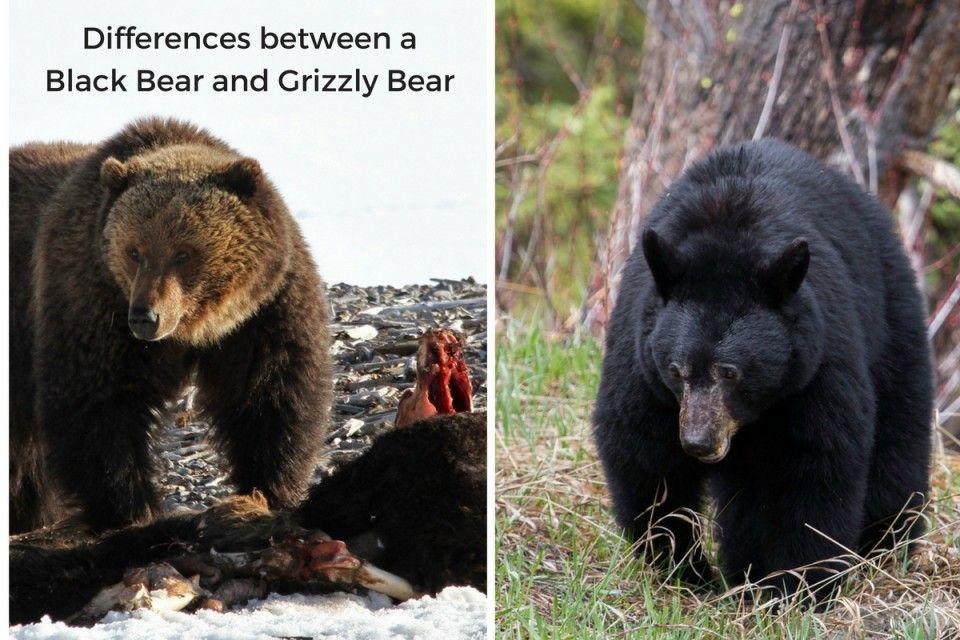 Какой медведь сильнее. Гризли и бурый медведь отличия. Медведь Гризли и бурый медведь. Бурый медведь и Гризли и чёрный медведь. Медведь Гризли и бурый разница.