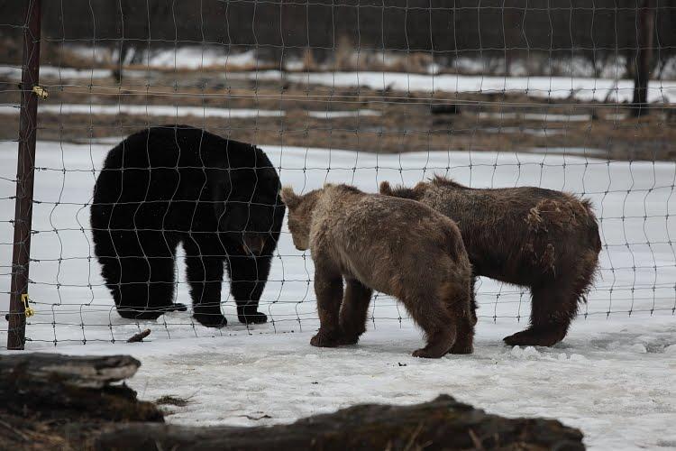 Бурый медведь против. Бурый медведь против Гризли. Медведь Гризли против бурого медведя. Кадьяк медведь против Гризли.