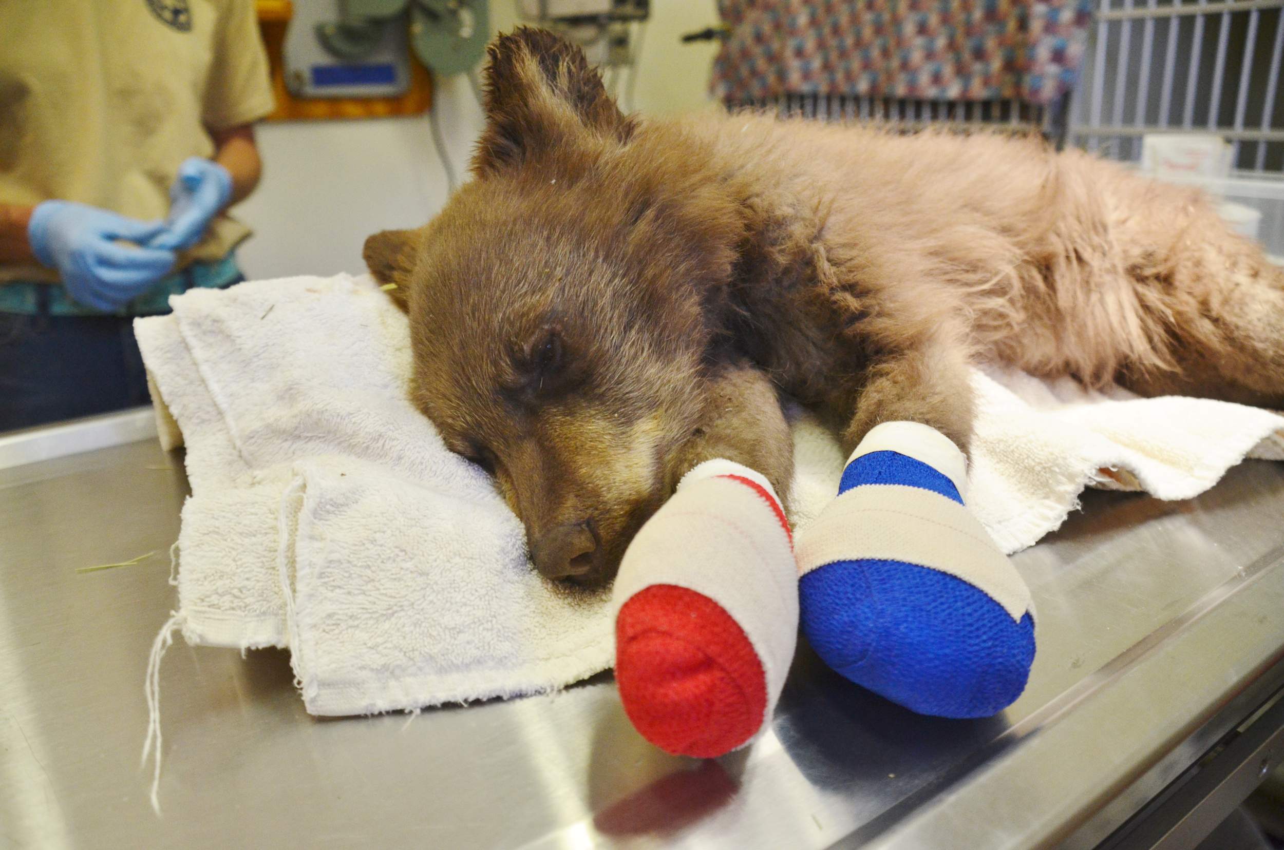 Dog Paws On Fire Logo - Burned bear cub gains international attention, seen as symbol of hope