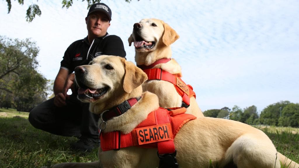 Dog Paws On Fire Logo - Sniffer dogs used to paws fire ant march across Logan, Ipswich ...