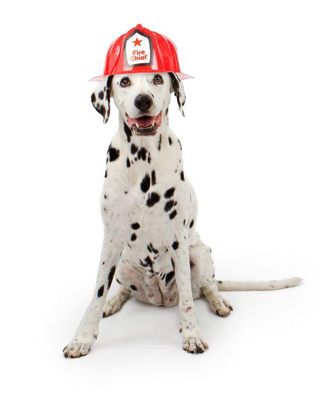 Dog Paws On Fire Logo - Paws & Pals Pet Resort Prior Lake MN National Pet Fire Safety Day