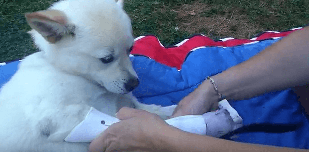 Dog Paws On Fire Logo - Watch: This abused puppy got prosthetic paws after surviving a fire ...