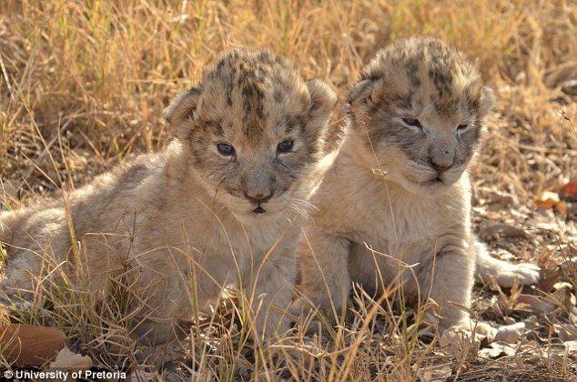 Big Cat Born a Lion Logo - Birth of the world's first test-tube lion cubs | Daily Mail Online