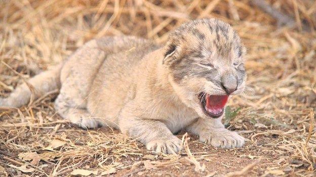 Big Cat Born a Lion Logo - Lion lovers say artificially breeding 'large felids' not what big ...