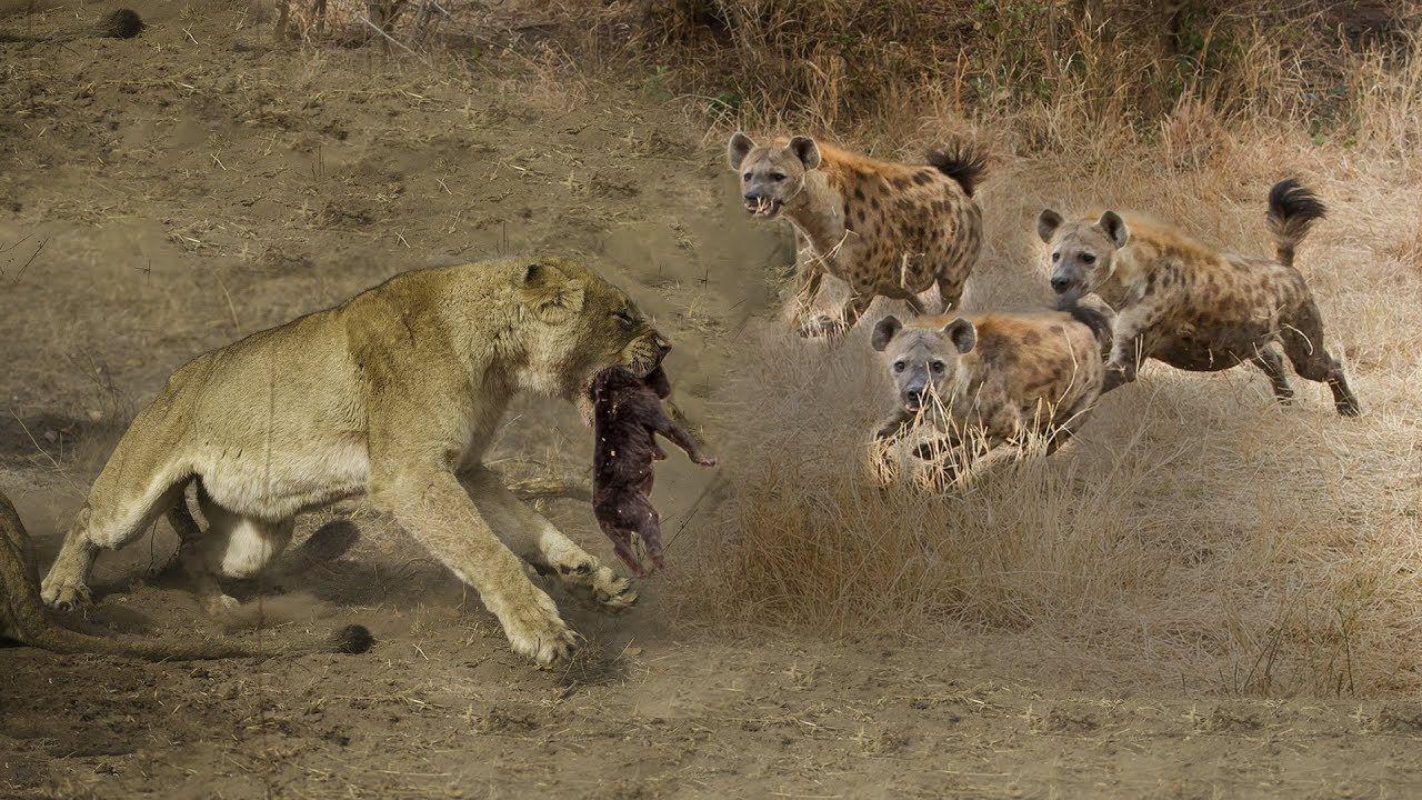 Big Cat Born a Lion Logo - Hyenas baby was born in Lion's territory!Lions attack Hyena cubs in ...