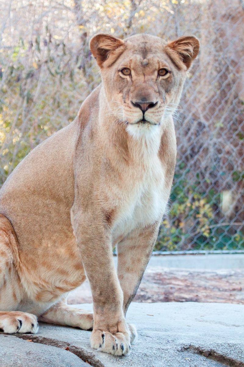 Big Cat Born a Lion Logo - Denver Zoo Announces Birth of Lion Cubs - ZooBorns