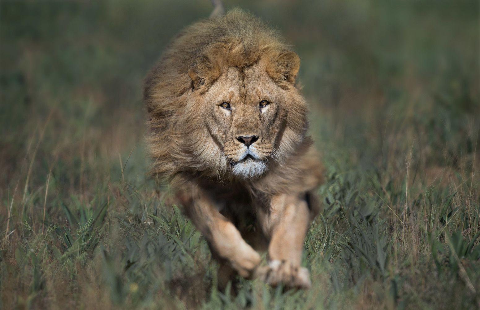 Big Cat Born a Lion Logo - Born Free: Big Cats — George Logan