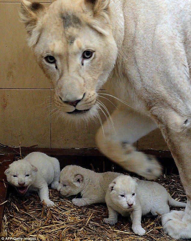 Big Cat Born a Lion Logo - Newborn white lion triplets take their first steps in new world ...