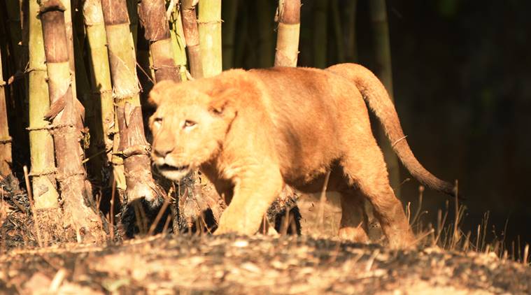 Big Cat Born a Lion Logo - Tripura's best kept secret: three lion cubs born in June | North ...