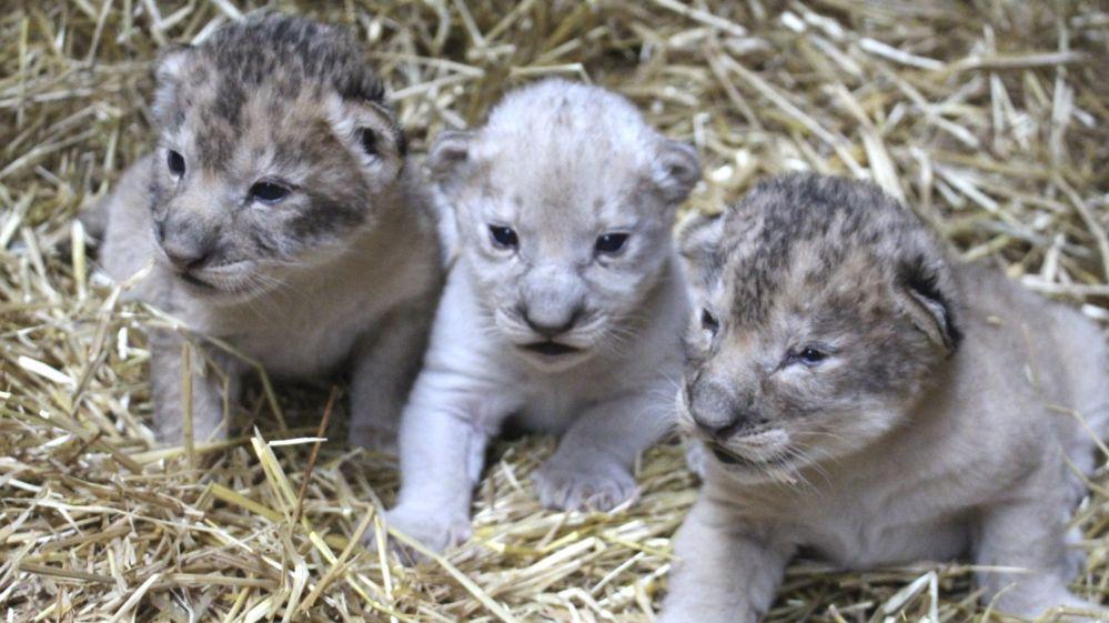 Big Cat Born a Lion Logo - Rare white lion cub born at a zoo in the US - BBC Newsbeat