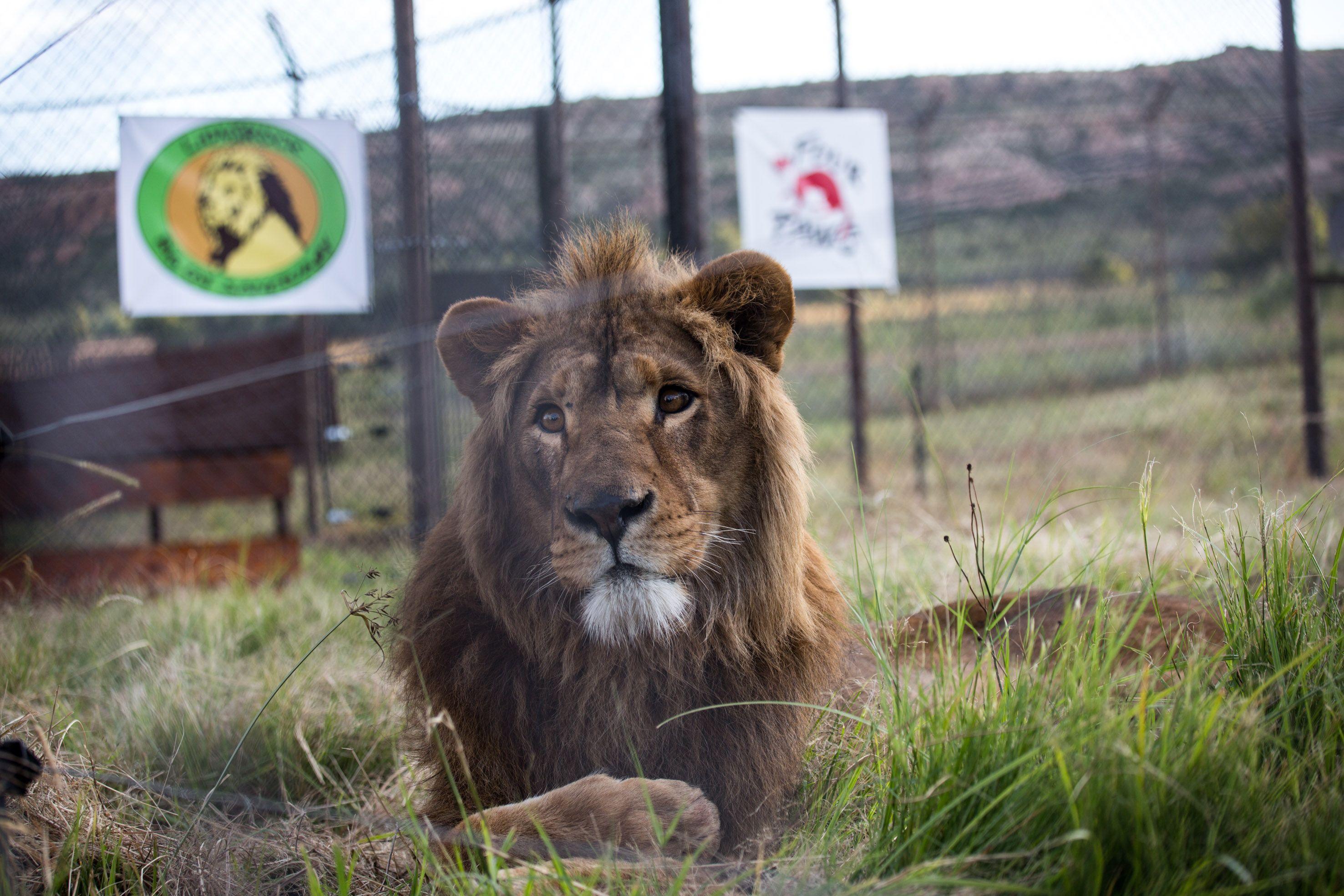 Big Cat Born a Lion Logo - War lions from Iraq and Syria find new home in South Africa