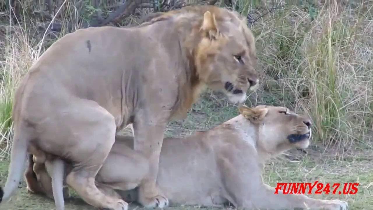 Big Cat Born a Lion Logo - Lion Mating And Giving Birth - YouTube