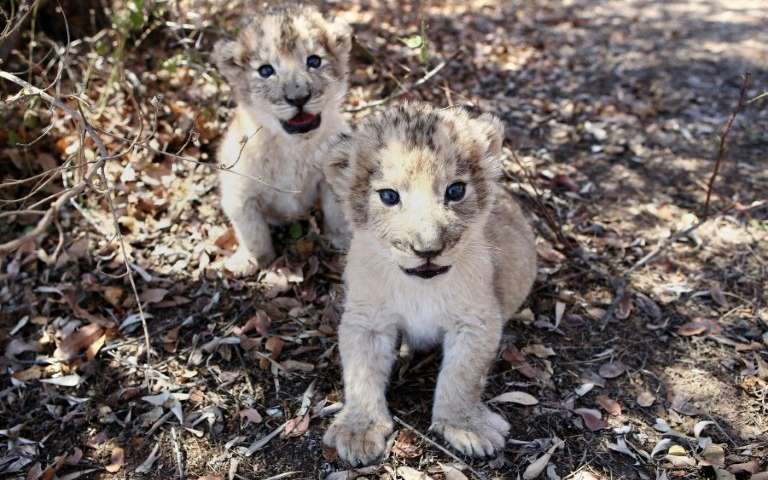 Big Cat Born a Lion Logo - S.African lion cubs conceived artificially in world first