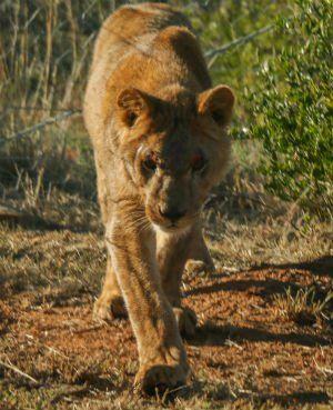 Big Cat Born a Lion Logo - Abused lion cub rescued from Paris finds new home in South Africa ...